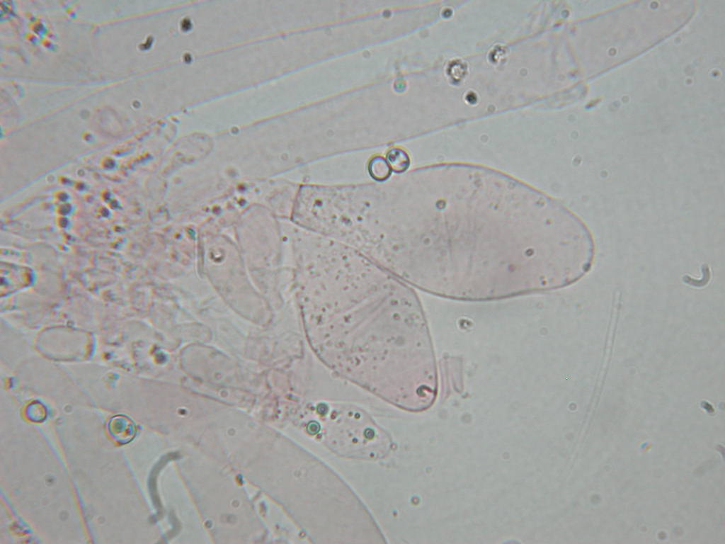 Oggi N�4... 12 Giugno 2010